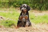 BEAUCERON - PUPPIES 270